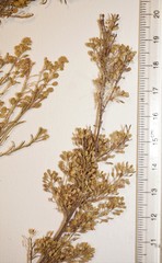 Lepidium ramosissimum