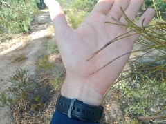 Allocasuarina huegeliana