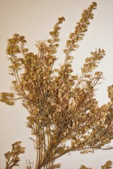 Lepidium ramosissimum