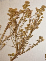 Lepidium ramosissimum