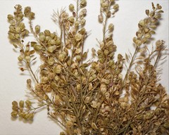 Lepidium ramosissimum