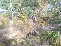 Allocasuarina huegeliana