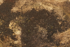 Byssosphaeria rhodomphala