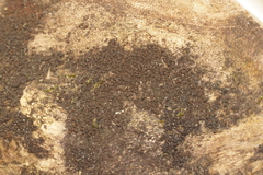 Byssosphaeria rhodomphala