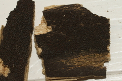 Byssosphaeria rhodomphala