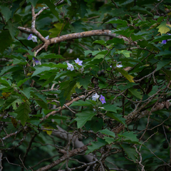 Solanum wrightii