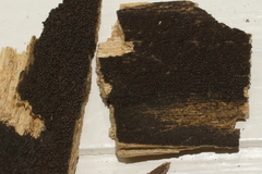 Byssosphaeria rhodomphala