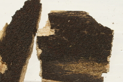 Byssosphaeria rhodomphala