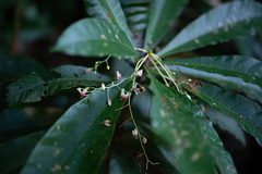Sterculia brevissima
