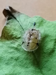 Aspidimorpha strigosa