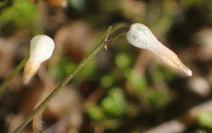Drimia uniflora