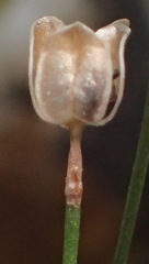 Drimia uniflora