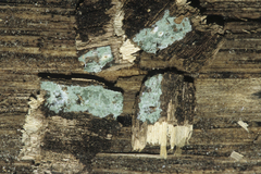 Byssocorticium atrovirens