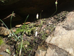 Drimia uniflora