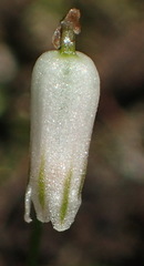 Drimia uniflora