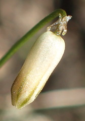 Drimia uniflora