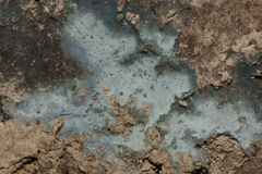 Byssocorticium atrovirens
