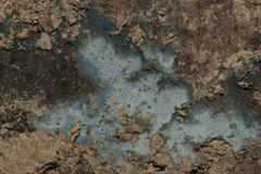 Byssocorticium atrovirens