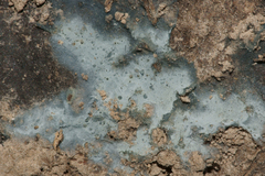 Byssocorticium atrovirens