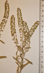 Lepidium ramosissimum
