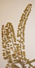 Lepidium ramosissimum