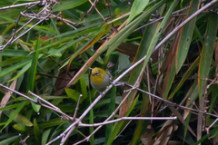 Zosterops palpebrosus