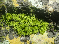 Hypodontium pomiforme