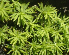 Hypodontium pomiforme