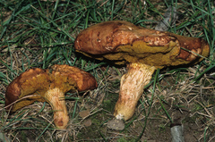 Xerocomus tenax