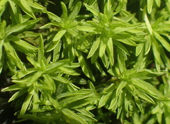 Hypodontium pomiforme