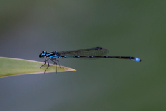 Paracercion v-nigrum