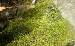 Pterogoniadelphus assimilis