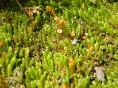 Pterogoniadelphus assimilis
