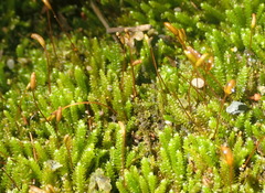 Pterogoniadelphus assimilis