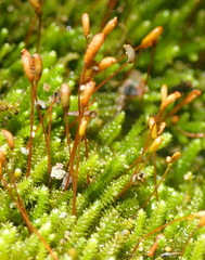 Pterogoniadelphus assimilis