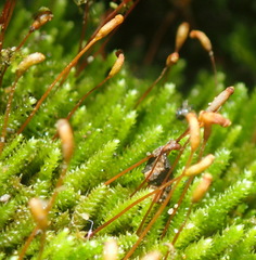 Pterogoniadelphus assimilis