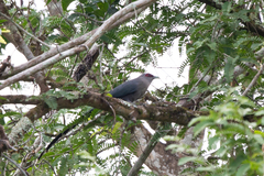 Phaenicophaeus tristis