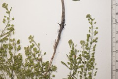 Lepidium ramosissimum