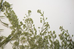 Lepidium ramosissimum