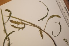 Lepidium ramosissimum