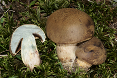 Boletus vermiculosus