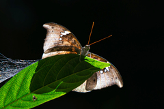 Euthalia anosia