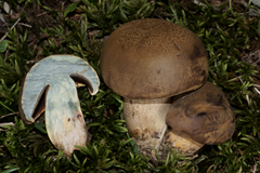 Boletus vermiculosus