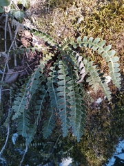 Asplenium ceterach bivalens