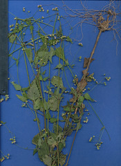 Fleischmannia sinclairii