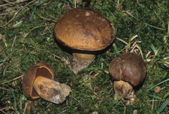 Boletus vermiculosus