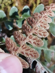 Asplenium ceterach bivalens