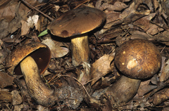 Boletus vermiculosus