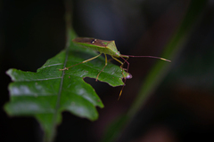 Homoeocerus bipunctatus