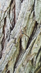 Polybiomyia bellardii